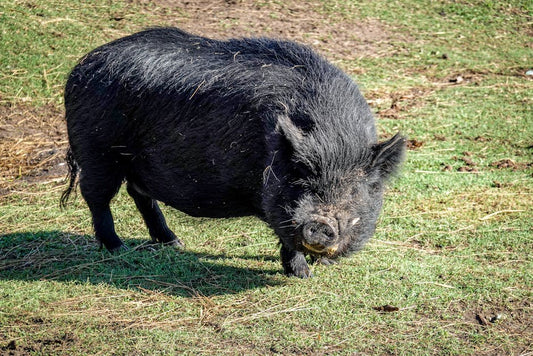 Découvrez le jambon de bigorre, un trésor des pyrénées à l'affinage long