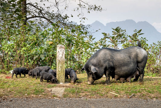 Découvrez le jambon albarragena, le porc ibérique nourri aux glands bellota