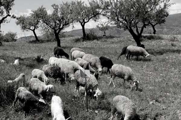 Agneaux en estive dans les montagnes andalouses dans la province de Huelva