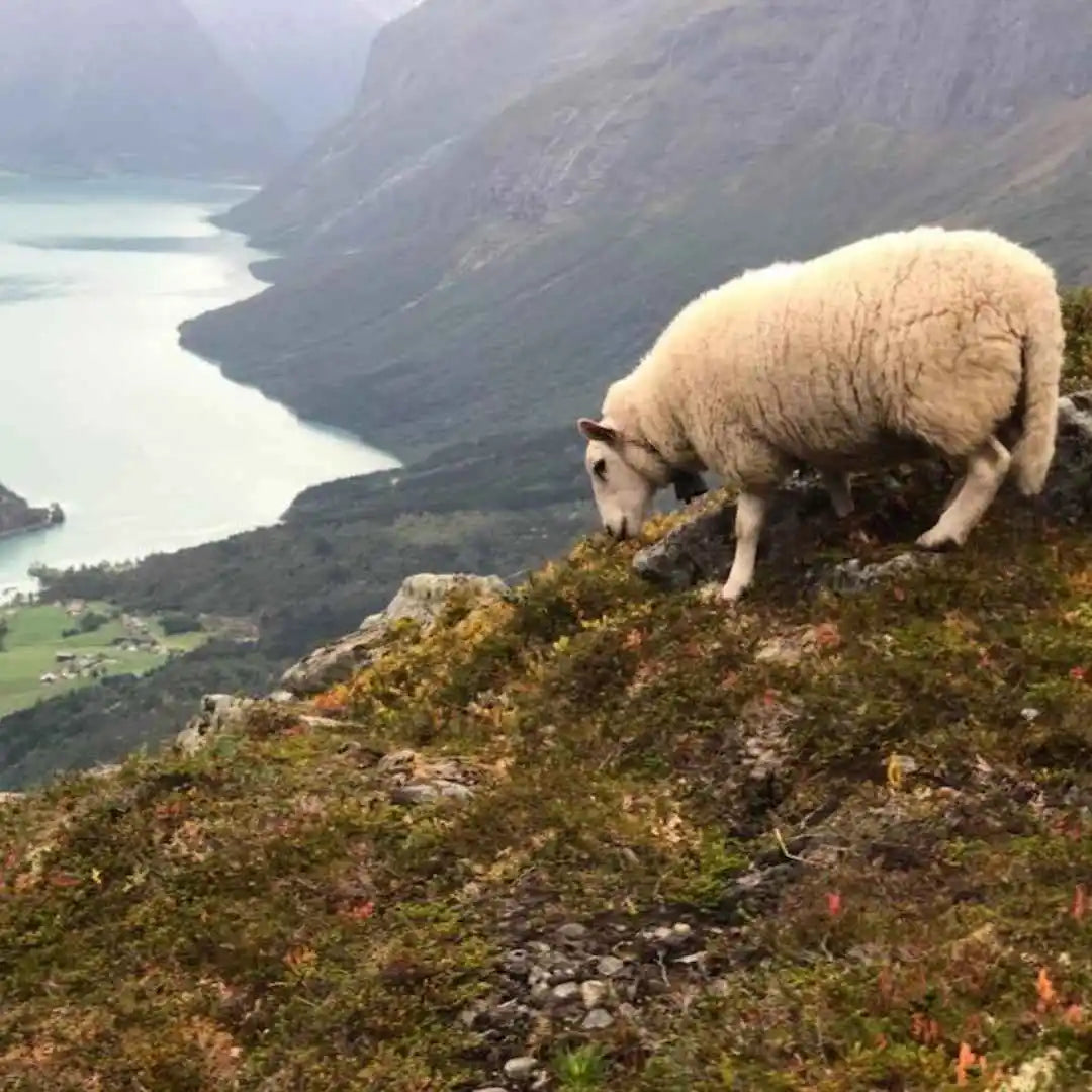 Fenalar | Agneau blanc de Norvège élevé en liberté dans les fjords norvégiens