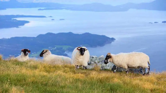 Le goût de la Norvège : Une plongée dans le Fenalår