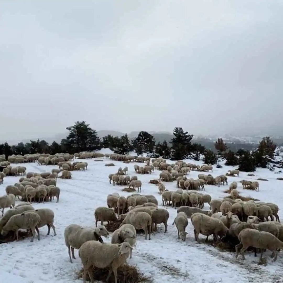 Troupeau d'agneau Agnei Iberico sous la neige en plein Aragon.