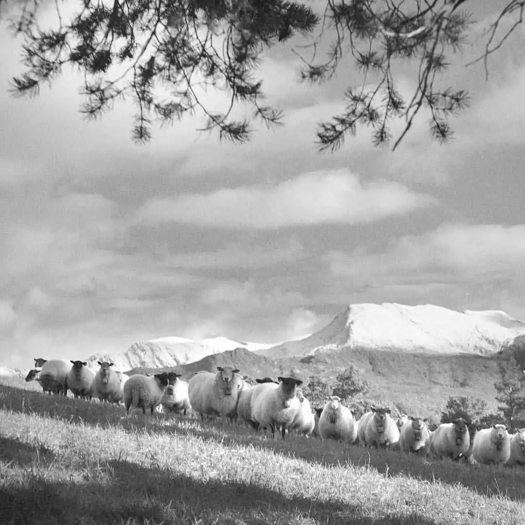 Agneaux de Norvège utilisés pour élaborer le jambon sec d'agneau de Norvège appelé le Fenalar.