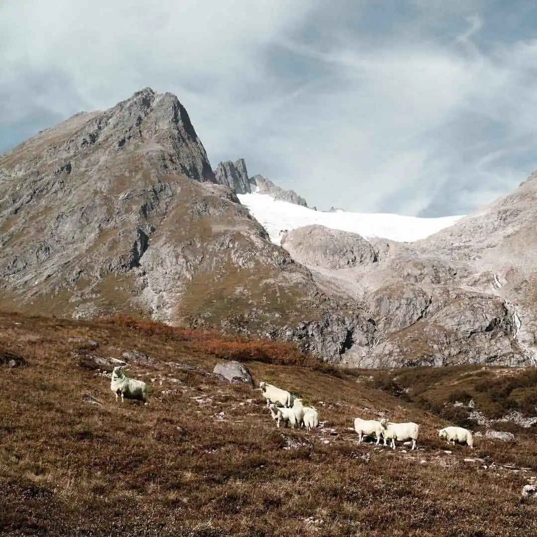 Fenalar | L'agneau du mouton blanc de Norvège est utilisé pour  l'élaboration du Feanalar, le jambon sec d'agneau norvégien