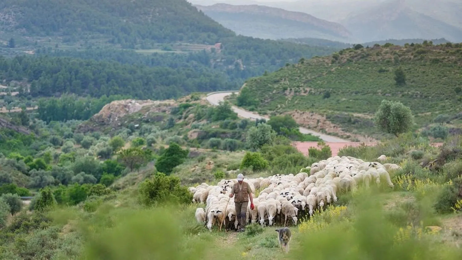 Jambons Agnei Iberico | Troupeau de moutons Aragon