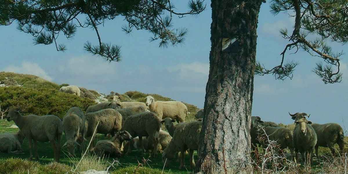 Jambon d'agneau séché avec os Al-Andaluzza