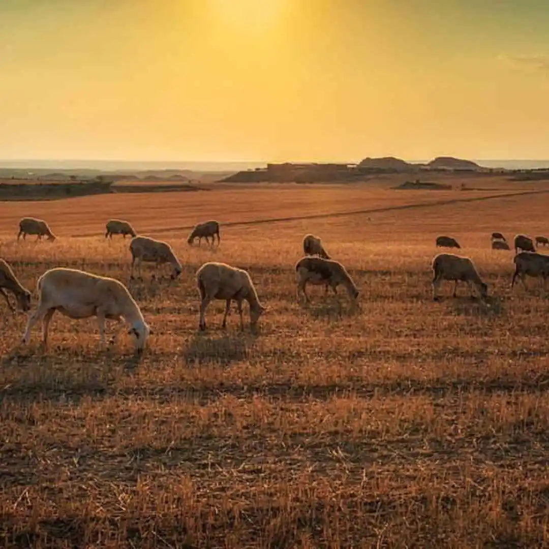 Jambon ibérique d'agneau