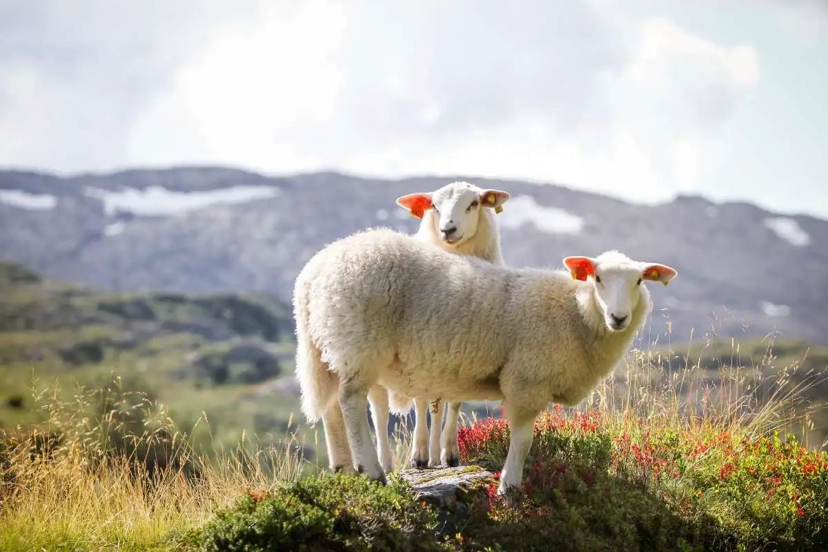 Mouton blanc de Norvège
